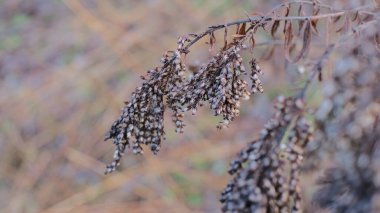 İnce dallardan sarkan tüylü beyaz tüyleri olan kurumuş kır çiçeği tohumu başlarının narin makrosu sessiz sonbahar tonlarında yumuşak bokeh arkaplanı. Serene botanik doğa detayı.