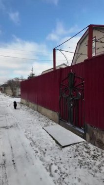 Küçük siyah kıvırcık bir köpek, çam ağaçları, metal çitler ve bulutlu parlak mavi gökyüzü altında evler ile kaplı, karlı bir köy yolunda duruyor. Sakin bir kırsalda güneşli bir kış günü, dingin ve çekici.