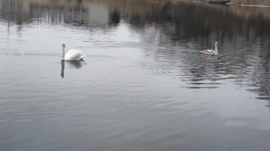 Kış boyunca sakin ve soğuk bir nehirde huzur içinde yüzen zarif, sessiz kuğu sürüsü. Dalgalanan suya yansıyan zarif vahşi kuşlar. Arka planda sakin bir şehir kıyısı var..