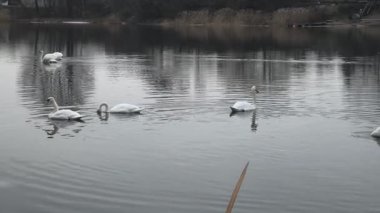Kış boyunca sakin ve soğuk bir nehirde huzur içinde yüzen zarif, sessiz kuğu sürüsü. Dalgalanan suya yansıyan zarif vahşi kuşlar. Arka planda sakin bir şehir kıyısı var..