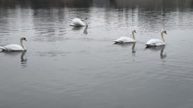 Kış boyunca sakin ve soğuk bir nehirde huzur içinde yüzen zarif, sessiz kuğu sürüsü. Dalgalanan suya yansıyan zarif vahşi kuşlar. Arka planda sakin bir şehir kıyısı var..