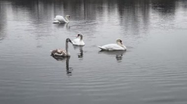 Kış boyunca sakin ve soğuk bir nehirde huzur içinde yüzen zarif, sessiz kuğu sürüsü. Dalgalanan suya yansıyan zarif vahşi kuşlar. Arka planda sakin bir şehir kıyısı var..