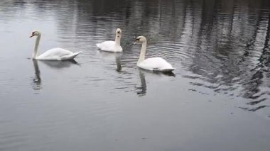 Kış boyunca sakin ve soğuk bir nehirde huzur içinde yüzen zarif, sessiz kuğu sürüsü. Dalgalanan suya yansıyan zarif vahşi kuşlar. Arka planda sakin bir şehir kıyısı var..