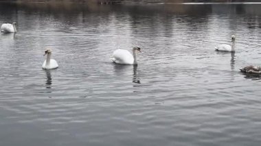 Kış boyunca sakin ve soğuk bir nehirde huzur içinde yüzen zarif, sessiz kuğu sürüsü. Dalgalanan suya yansıyan zarif vahşi kuşlar. Arka planda sakin bir şehir kıyısı var..
