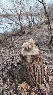 Bu nehir kıyısı bir kunduz şantiyesine dönüştü. Güçlü dişleri bir baraj için sayısız ağacı devirdi. Geriye sadece pürüzlü konik kütükler kaldı. İnsafsız ve titiz işlerini gösteriyorlar. Gerçek bir orman mezarlığı..