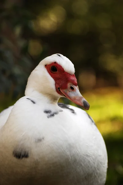 Pato. —  Fotos de Stock