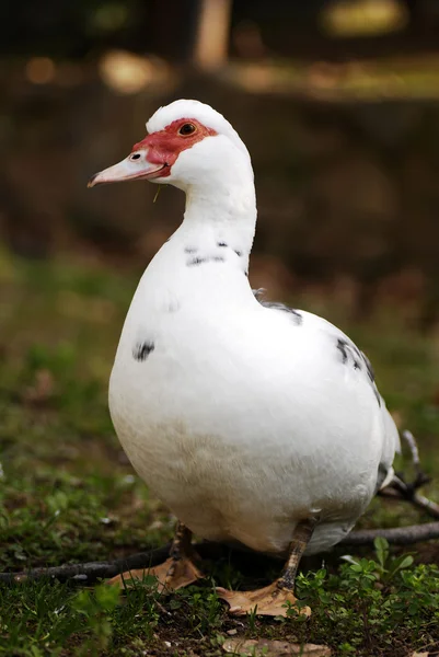 Duck — Stock Photo, Image