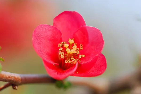 Piros virágok — Stock Fotó