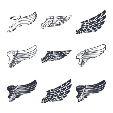 ve güzel kanatlar üzerinde beyaz izole