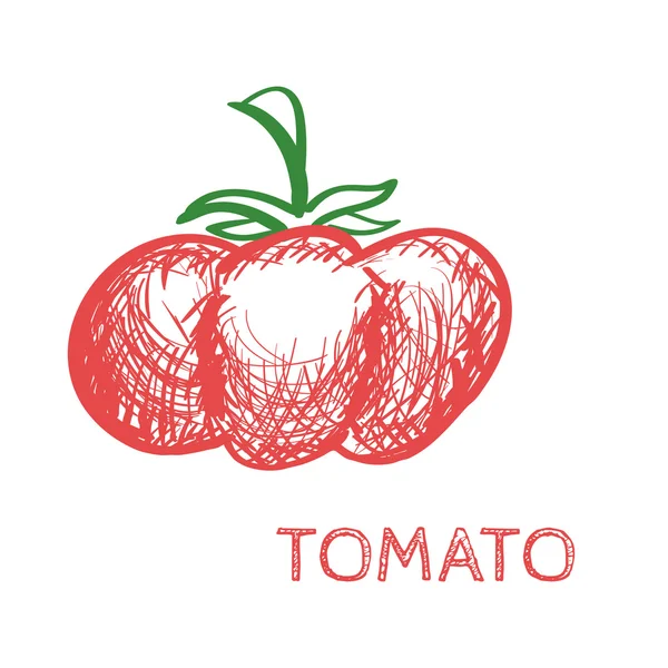 Vector de boceto de tomate dibujado a mano — Vector de stock