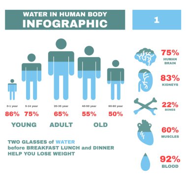 Infographic Hyman vücutta su. Vektör