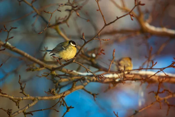 Titmouses Sont Invités Manger Jour Hiver Givré — Photo