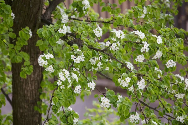 Flowering pear tree. White flowers and green leaves on the branches.