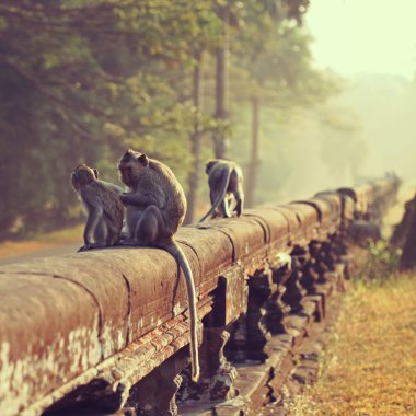 Maymun. Uzun kuyruklu makak. Macaca fascicularis
