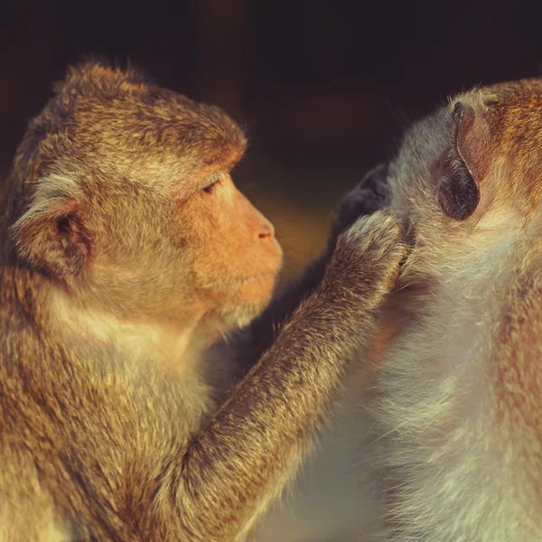 Preparação de macacos — Fotografia de Stock