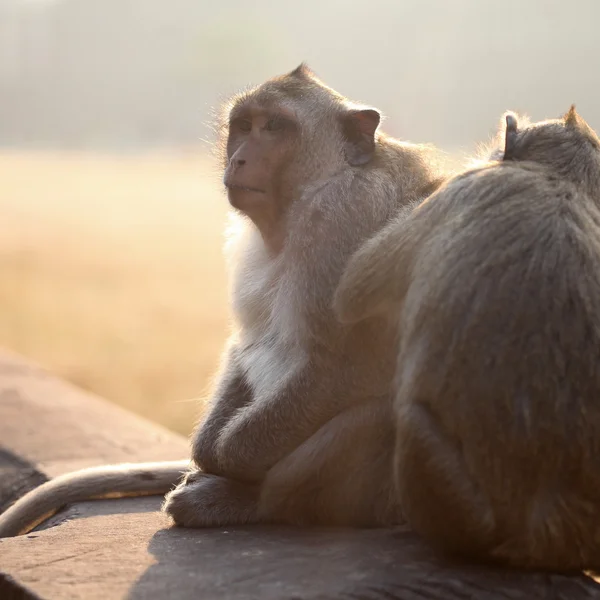 Preparação de macacos — Fotografia de Stock