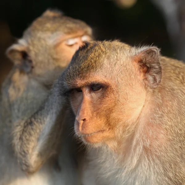 Preparação de macacos — Fotografia de Stock