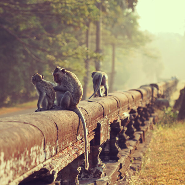 Monkey. Long-tailed macaque. Macaca fascicularis