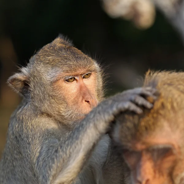 Preparação de macacos — Fotografia de Stock
