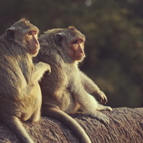 Toilettage des singes Photos De Stock Libres De Droits