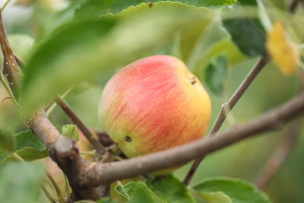 건강 한 신선한 유기농 사과 과수원 — 스톡 사진