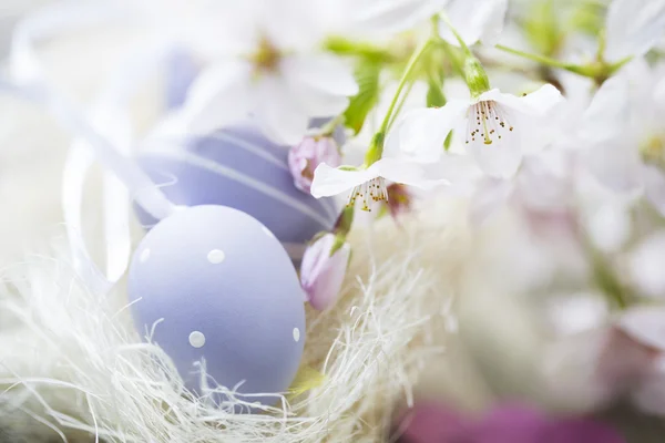 Huevos de Pascua y flores de cerezo —  Fotos de Stock