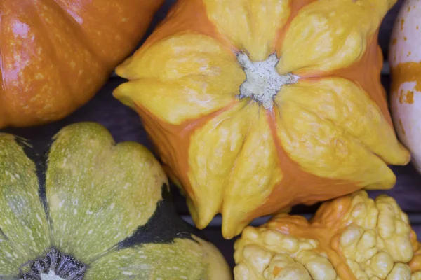 Primer plano de Autumn Gourd — Foto de Stock