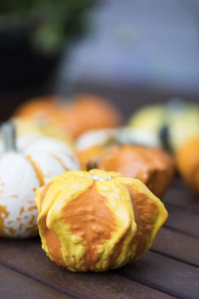 Cabaça de outono laranja e amarela — Fotografia de Stock