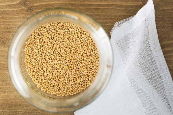 Mustard Seeds in Sprouting Jar — Stock Photo, Image