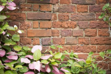 Üzüm tuğla duvar