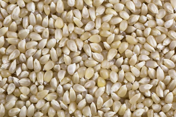 White Popcorn Kernels Background — Stock Photo, Image