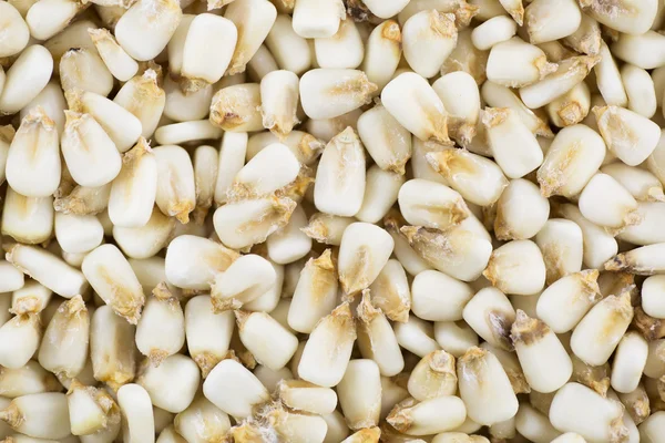 Hominy entero secado — Foto de Stock