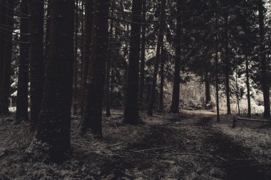 Kış orman manzarası