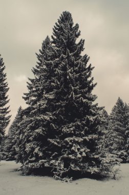 Kış orman manzarası