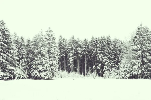 Paysage forestier hivernal — Photo