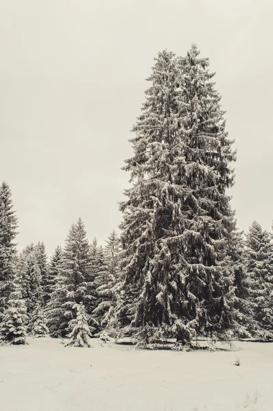 Paysage forestier hivernal — Photo