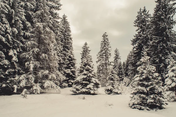 Paysage forestier hivernal — Photo