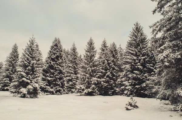 Paysage forestier hivernal — Photo