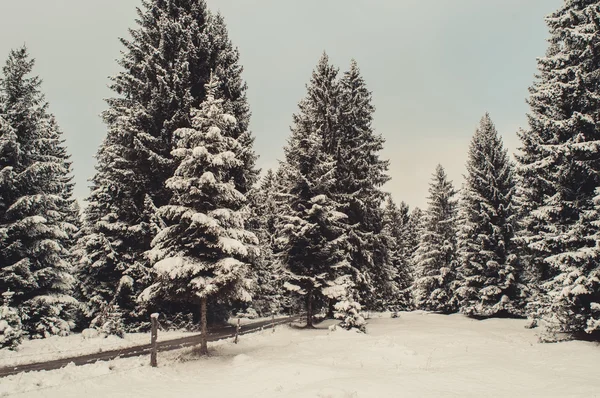 Зимовий ліс пейзаж — стокове фото