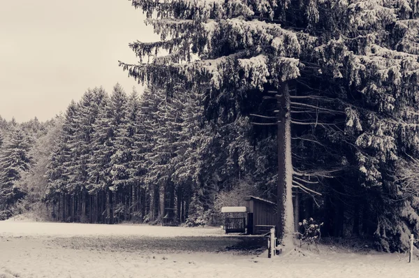 Winter forest landscape — Stock Photo, Image