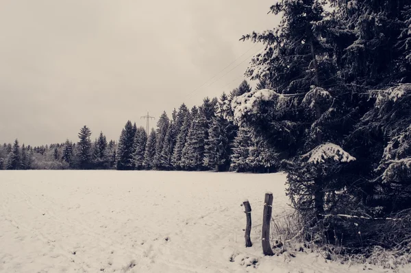 Kış orman manzarası — Stok fotoğraf