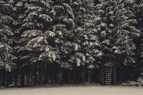 Winter forest landscape — Stock Photo, Image