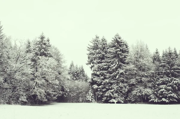 Paysage forestier hivernal — Photo