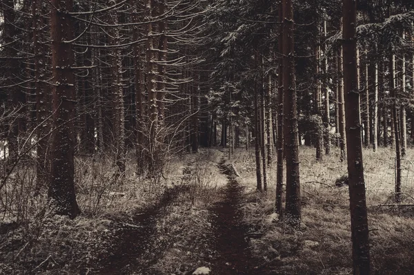 Winter forest landscape — Stock Photo, Image