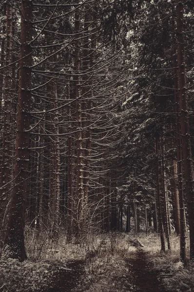 Paysage forestier hivernal — Photo