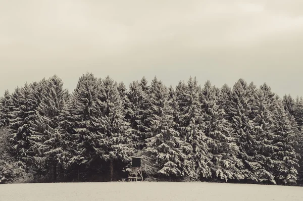 Winter forest landscape — Stock Photo, Image