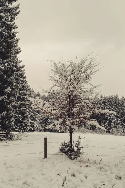 Winter forest landscape — Stock Photo, Image