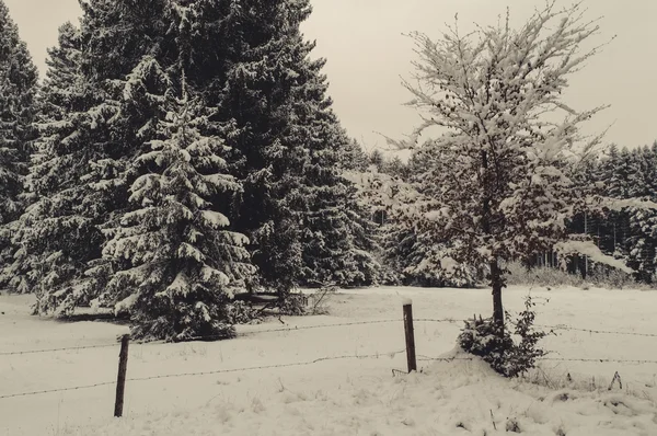 Winter forest landscape — Stock Photo, Image