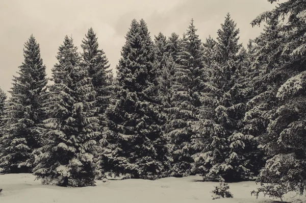 Paysage forestier hivernal — Photo