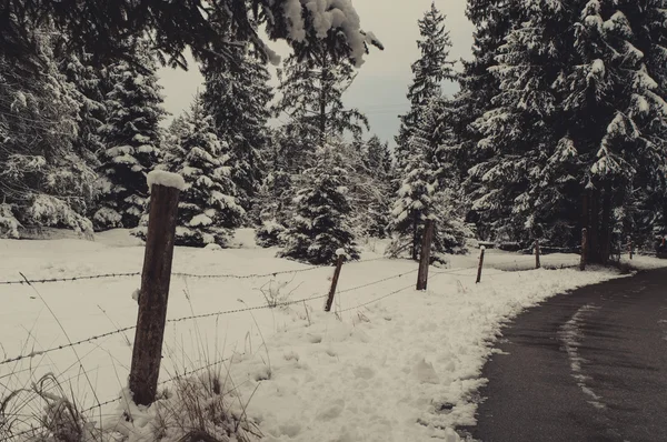 Paysage forestier hivernal — Photo